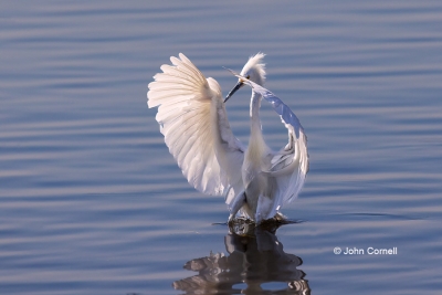 Egret;Egretta-thula;Flying-Bird;One;Photography;Snowy-Egret;action;active;aloft;